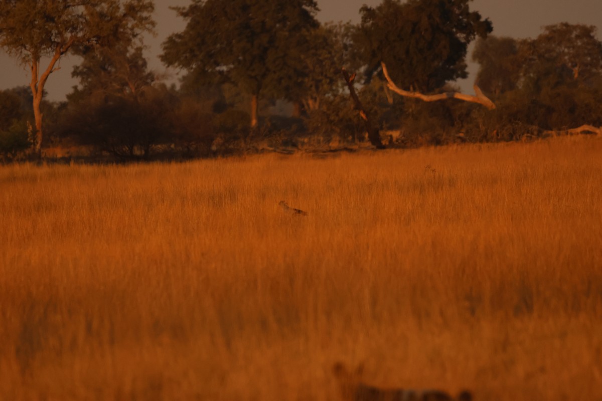 Secretarybird - Ada Alden