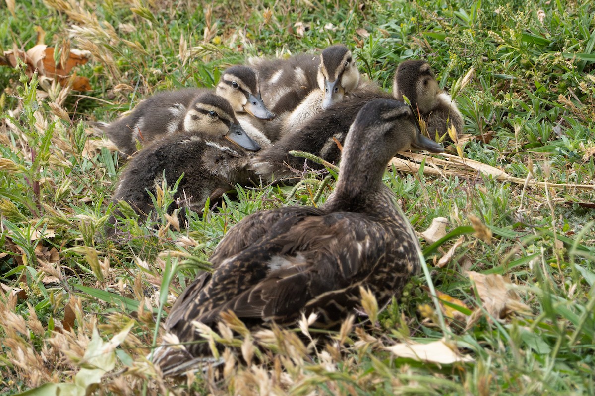 Canard colvert - ML619413557