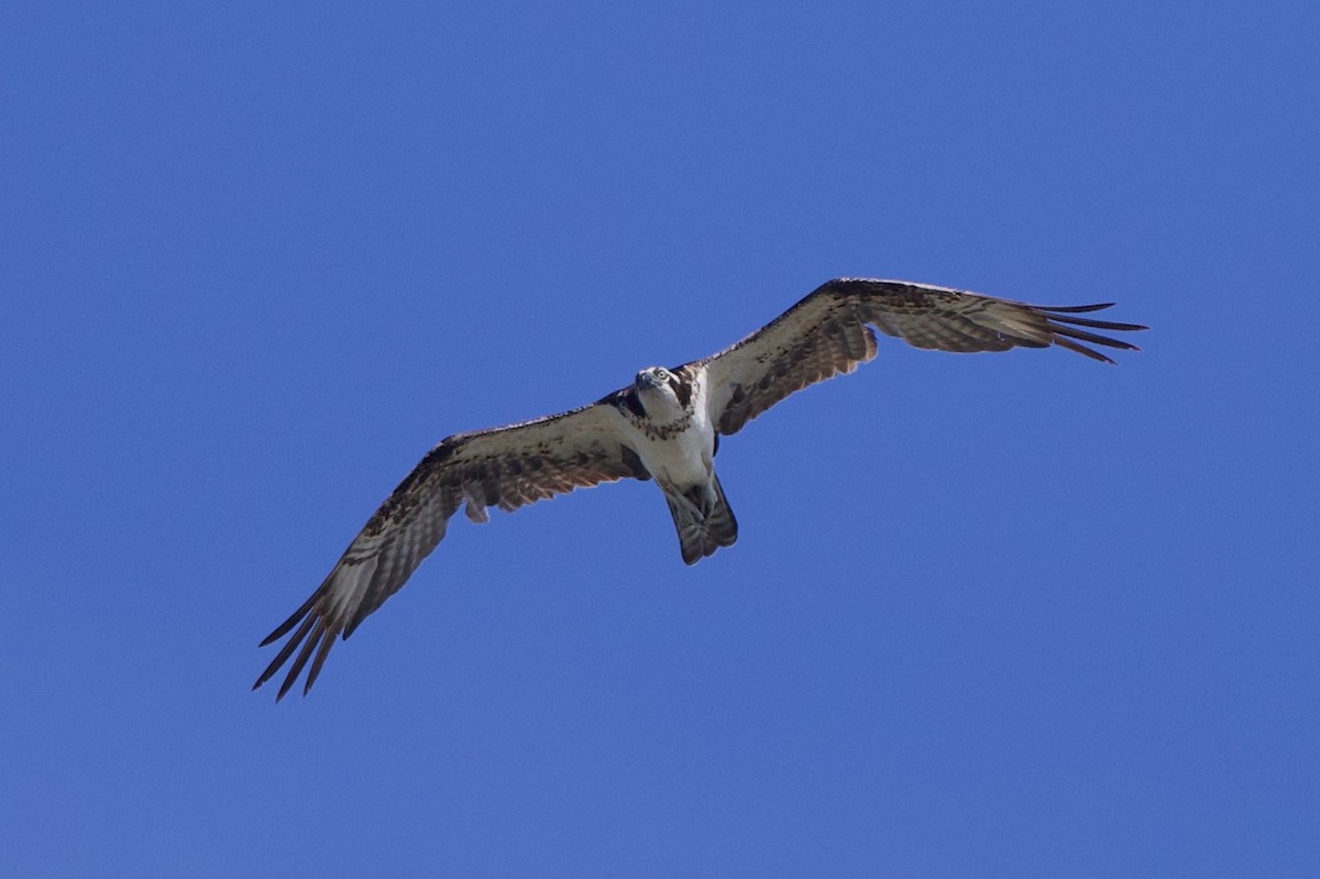 Osprey - Michael St John