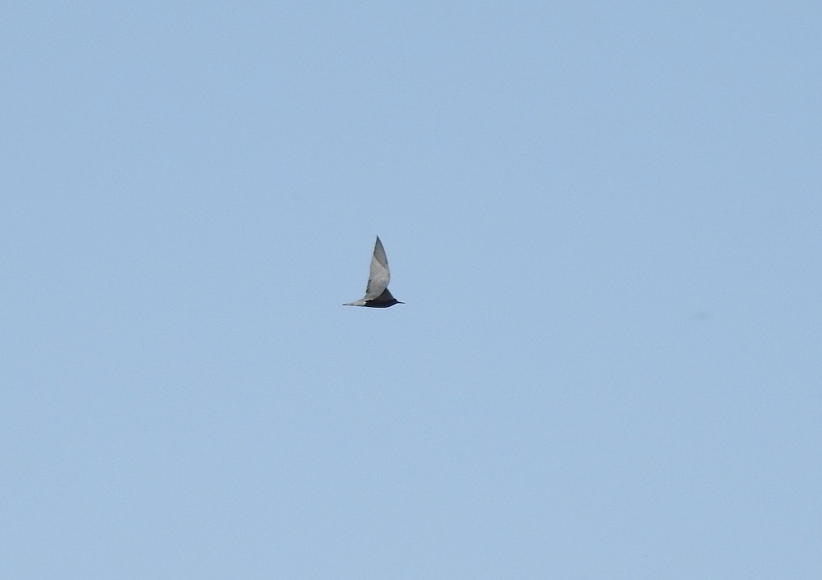 Black Tern - Chris Dean