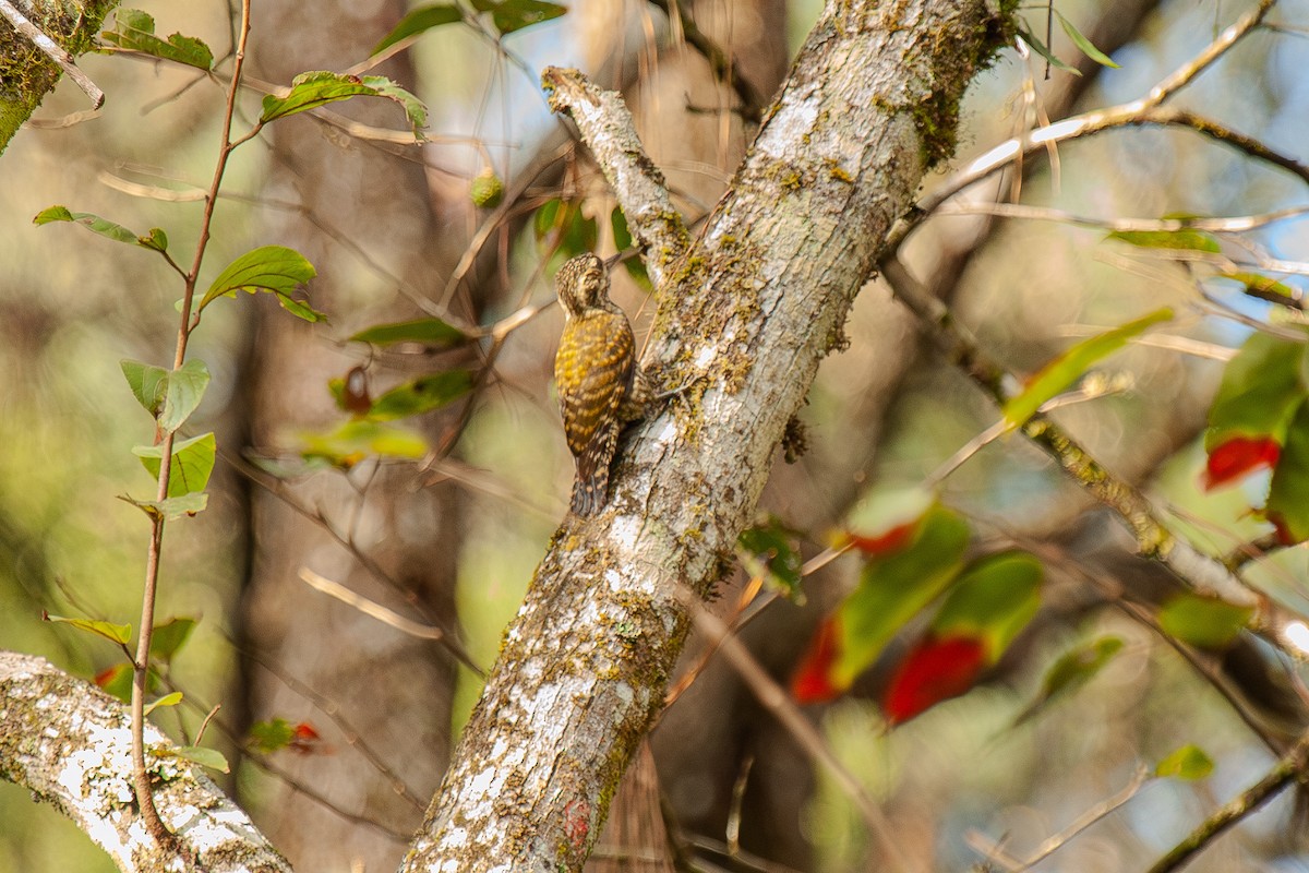 White-spotted Woodpecker - Guto Magalhães