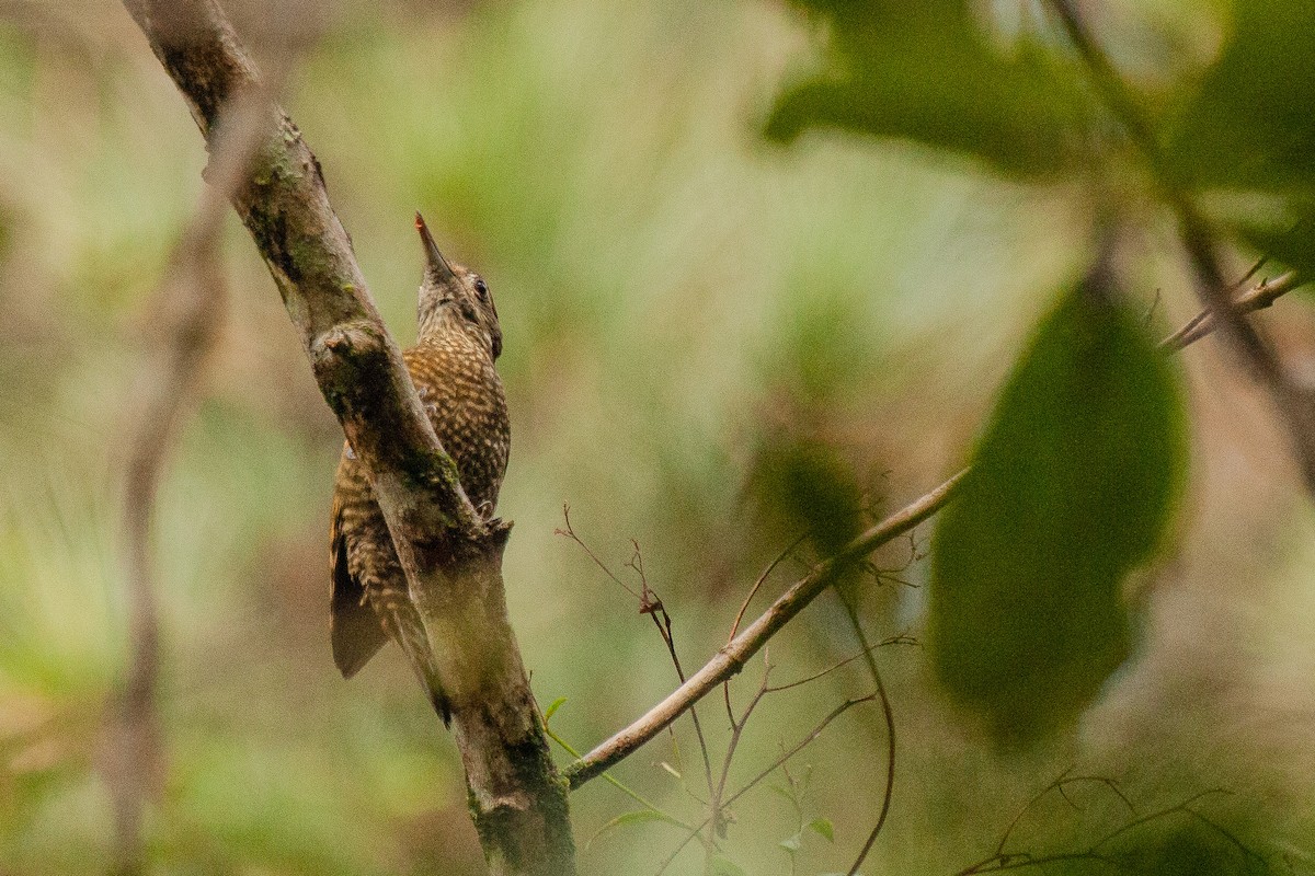 White-spotted Woodpecker - ML619413570