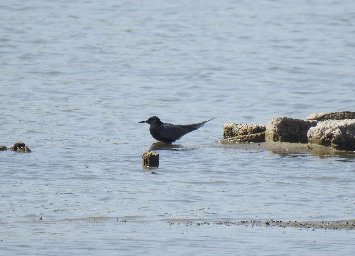 Black Tern - Chris Dean