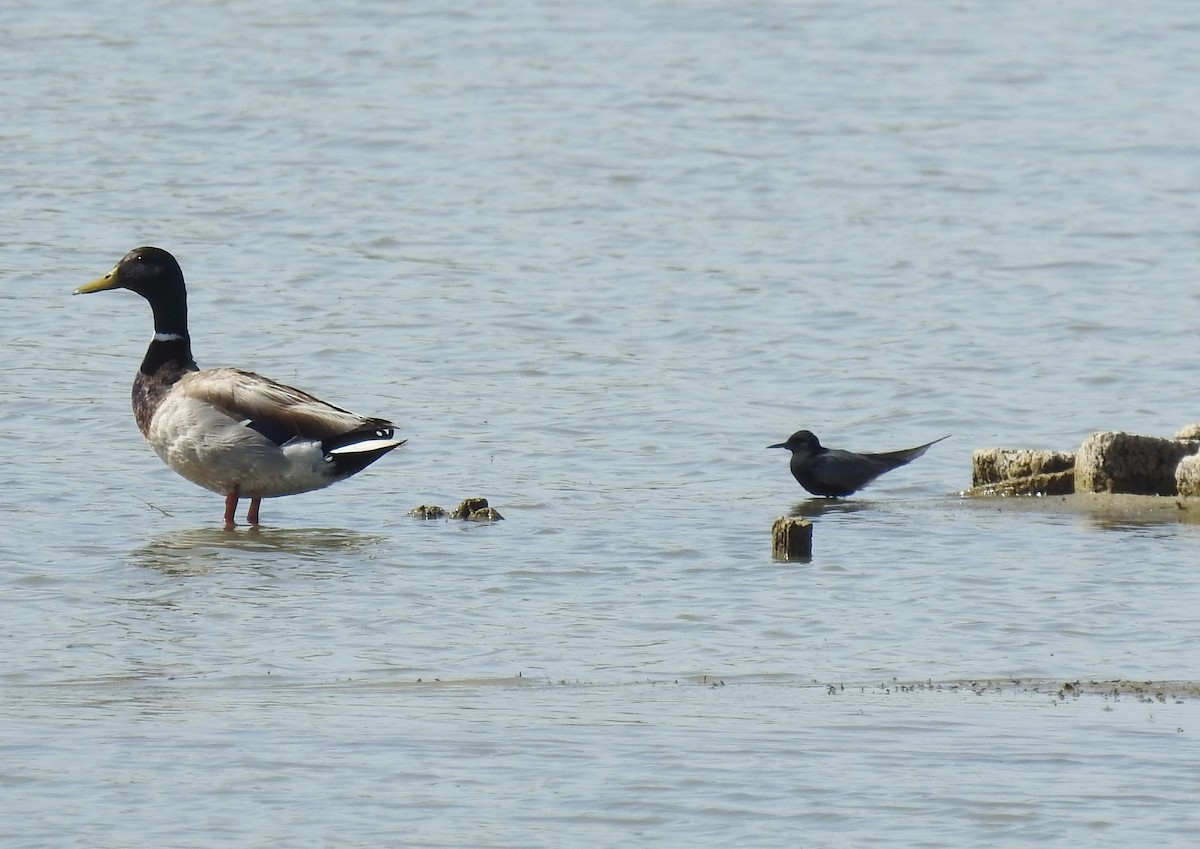 Black Tern - Chris Dean