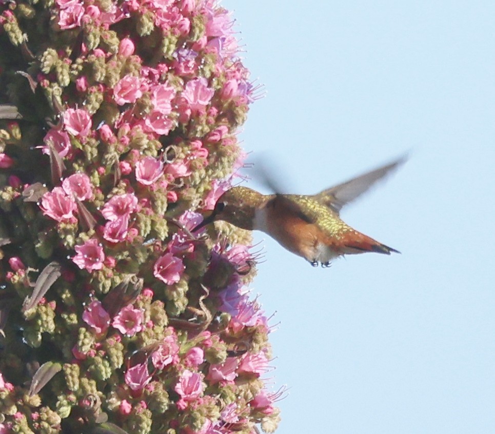 Allen's Hummingbird - Jim Parker