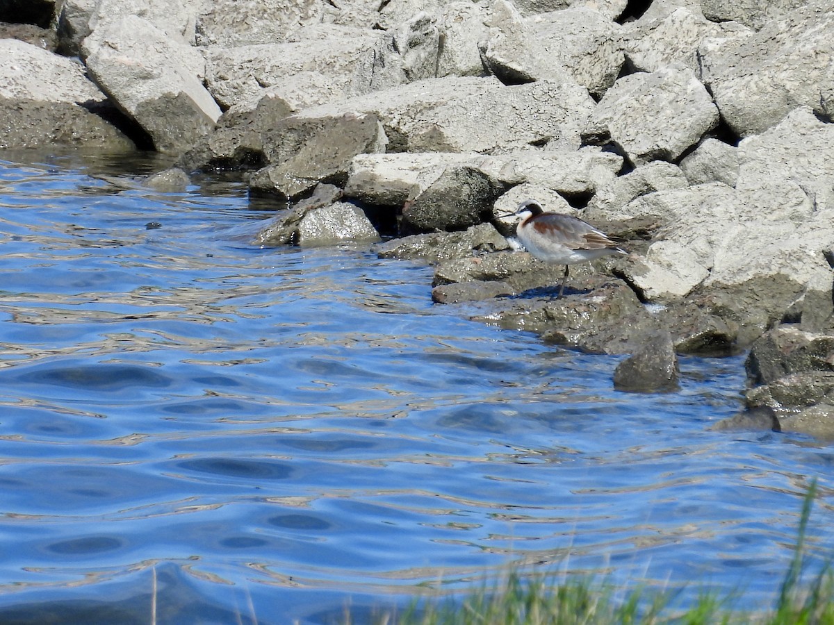 Wilson's Phalarope - Dana Sterner