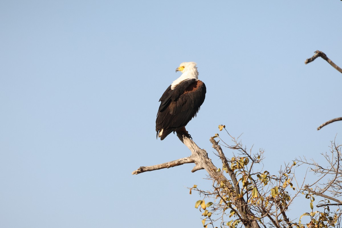 African Fish-Eagle - Ada Alden