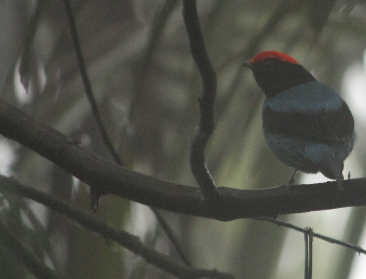Swallow-tailed Manakin - Miguel  Magro