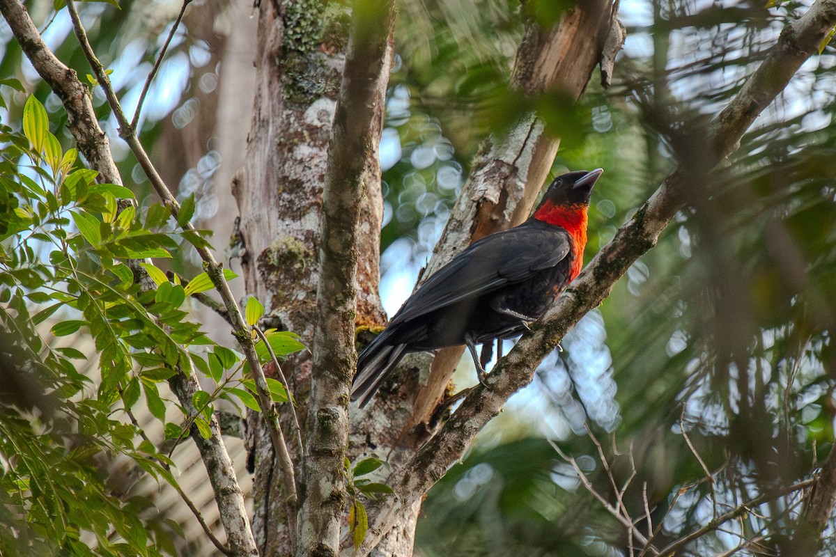 Red-ruffed Fruitcrow - Guto Magalhães