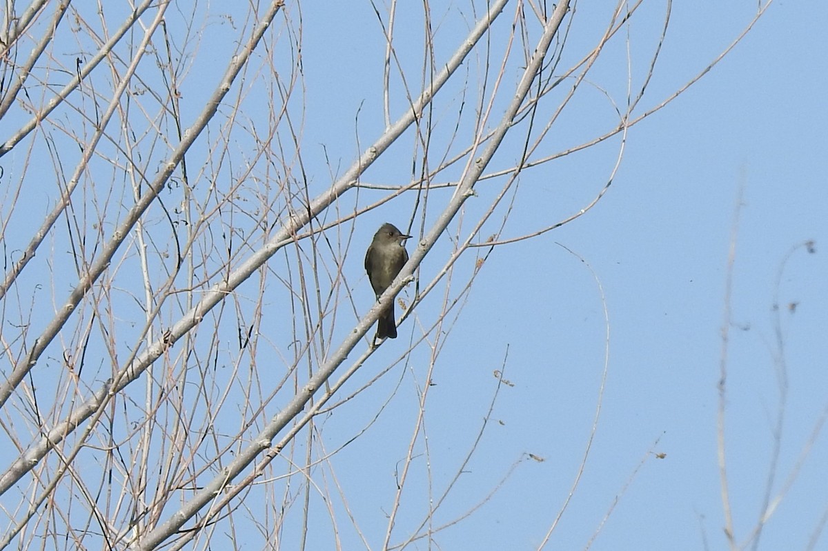 Western Wood-Pewee - Chris Dean