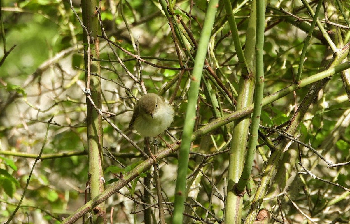 Western Bonelli's Warbler - Antonio Villegas Santaella