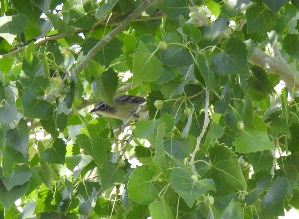 Cassin's Vireo - Chris Dean