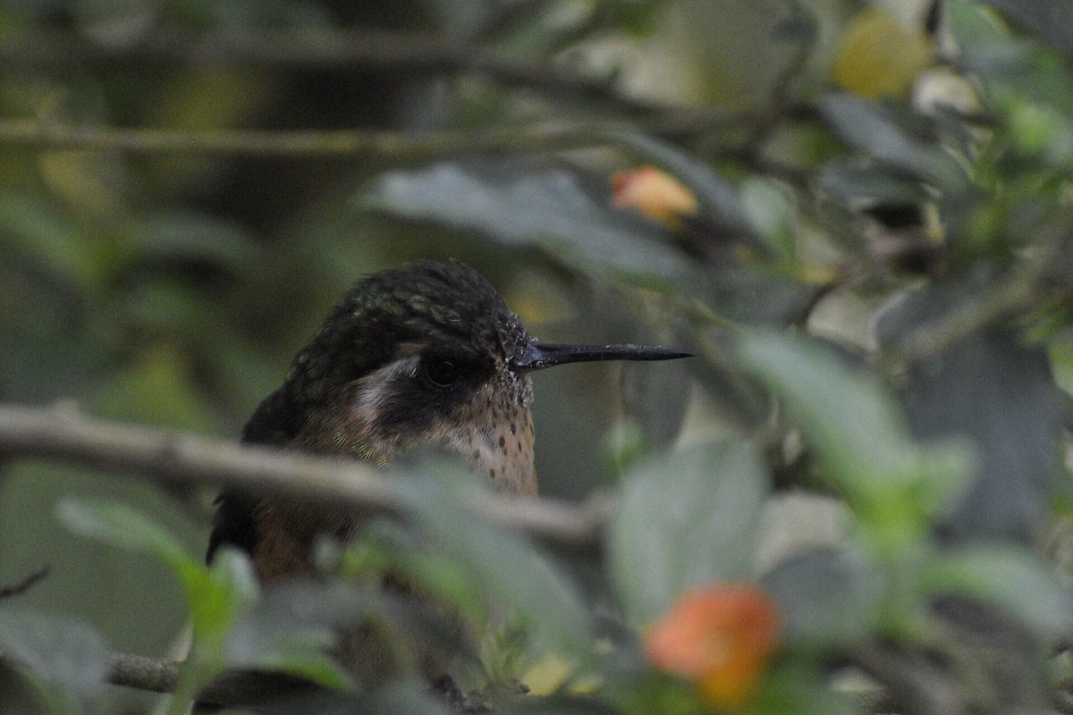 Speckled Hummingbird - Eli Anderson