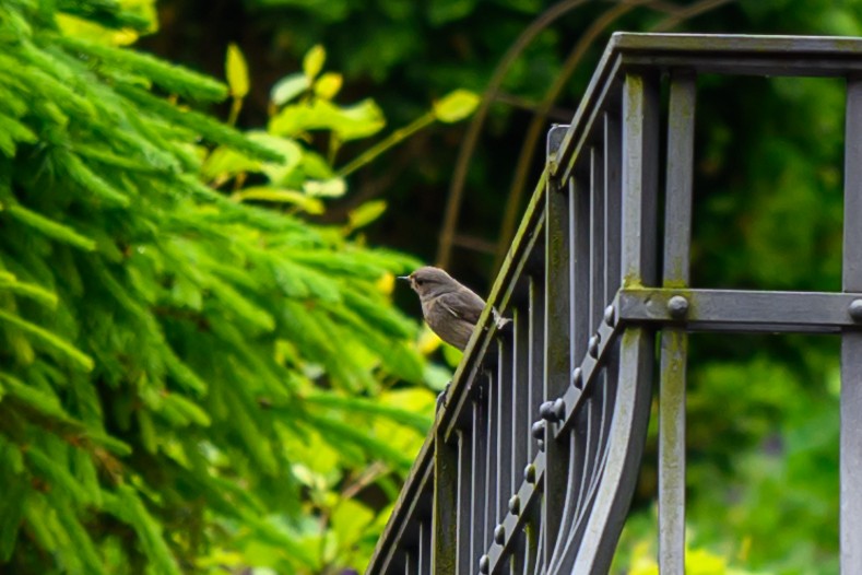 Black Redstart - Artur Przybylo