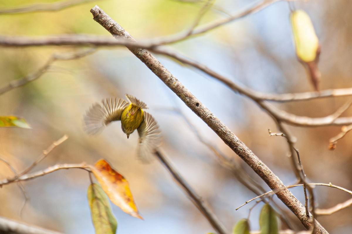 Eared Pygmy-Tyrant - ML619413651