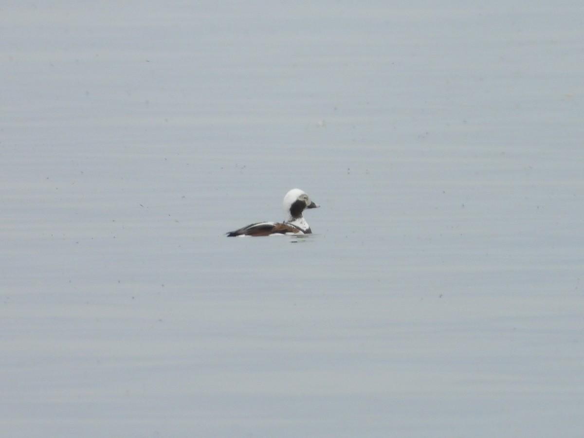 Long-tailed Duck - valerie pelchat