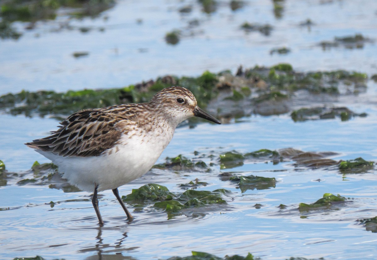 Semipalmated Sandpiper - Randy Weisser