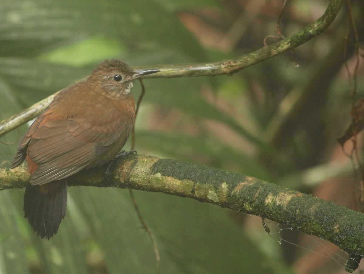 Rufous-breasted Leaftosser - Miguel  Magro