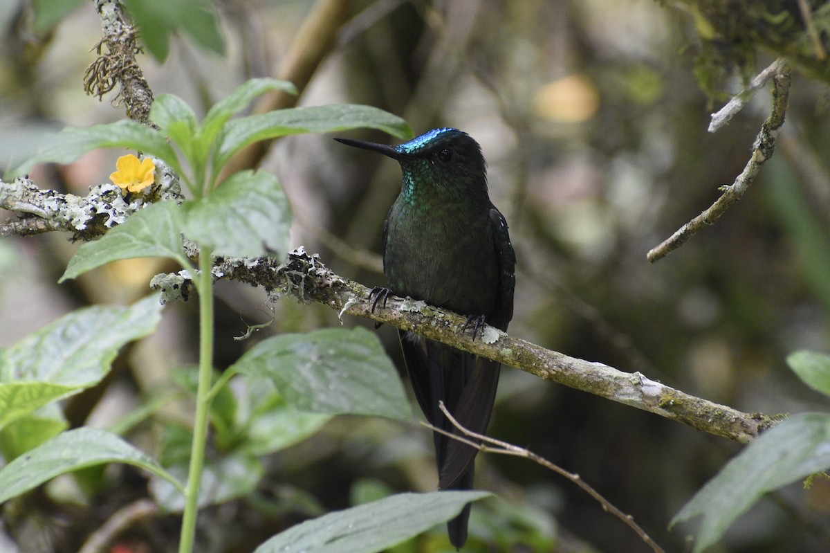 Long-tailed Sylph - Eli Anderson
