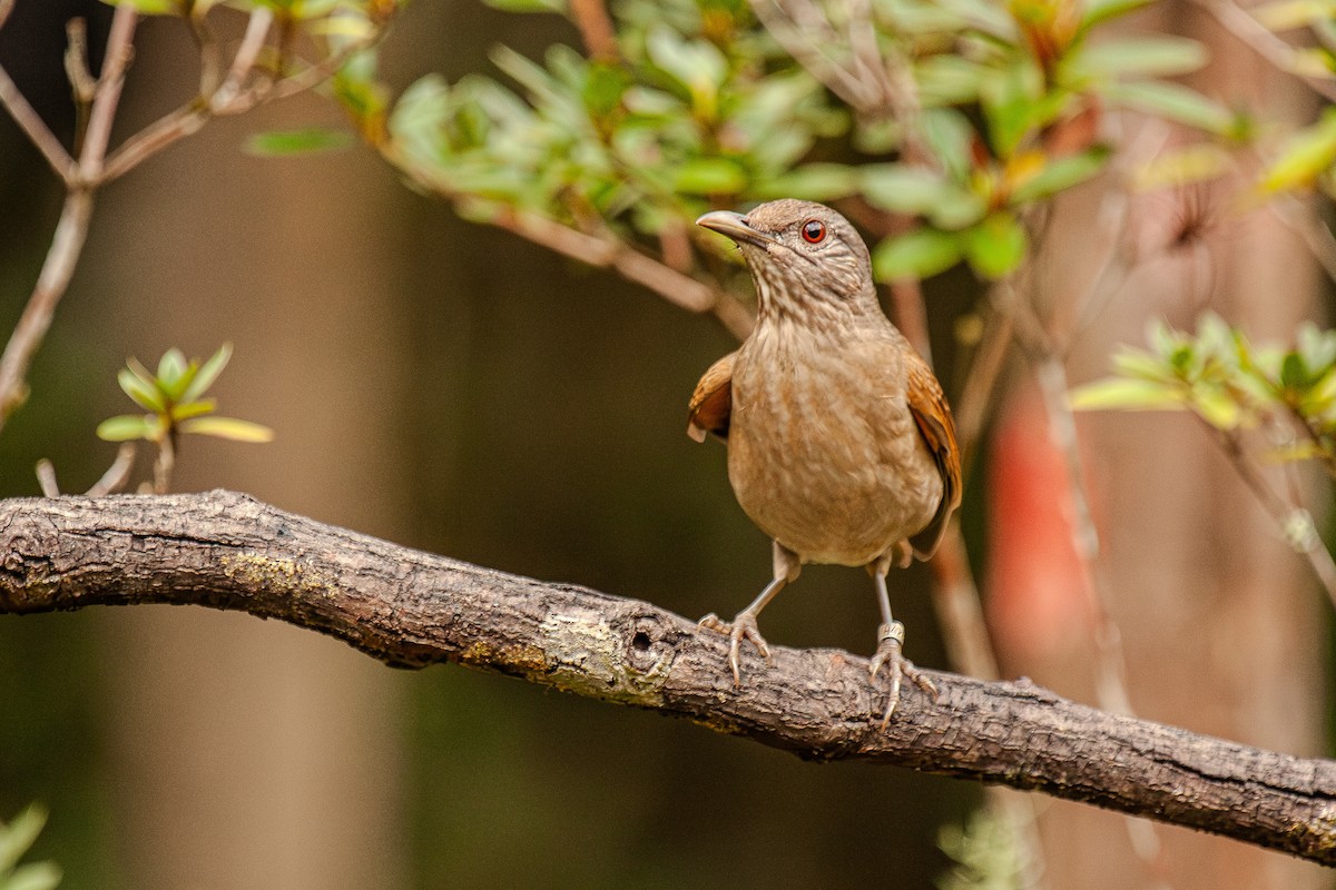 Pale-breasted Thrush - Guto Magalhães