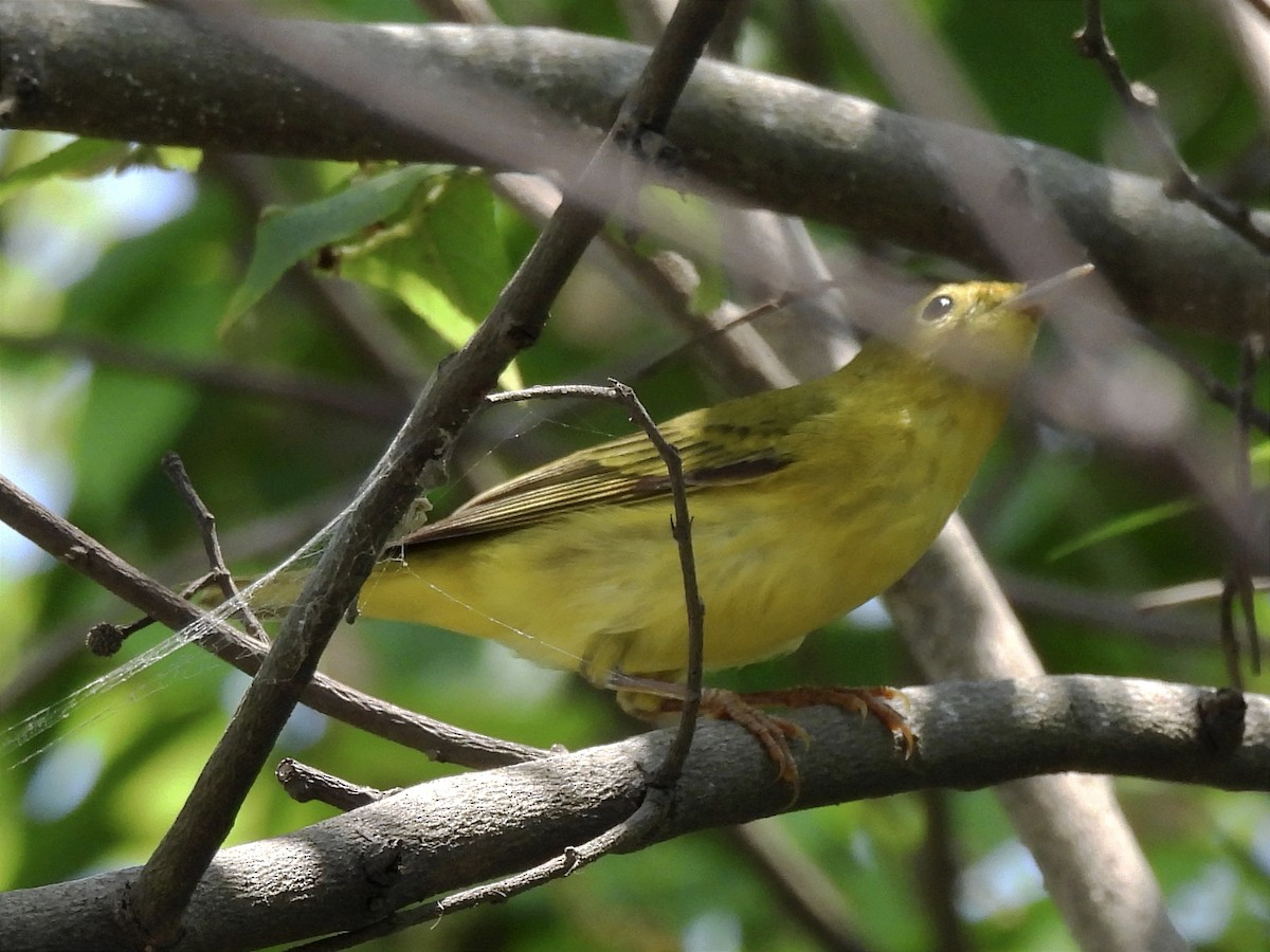 Yellow Warbler (Mangrove) - ML619413670