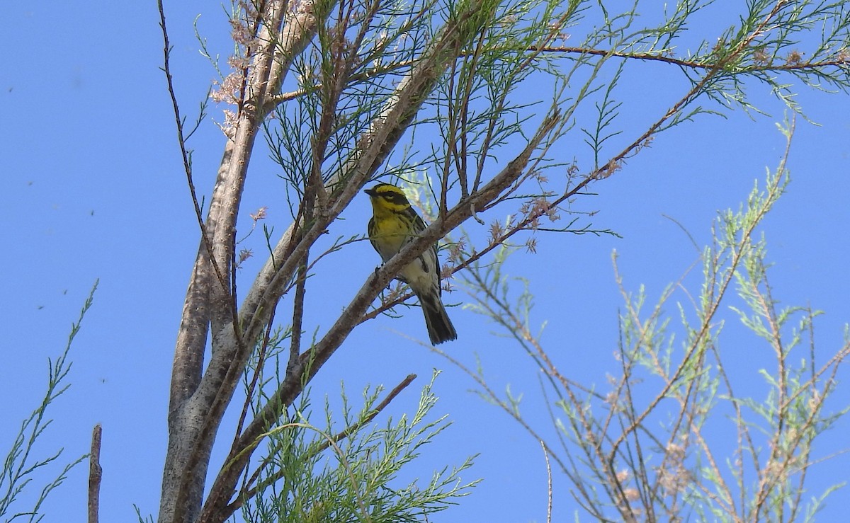 Townsend's Warbler - Chris Dean