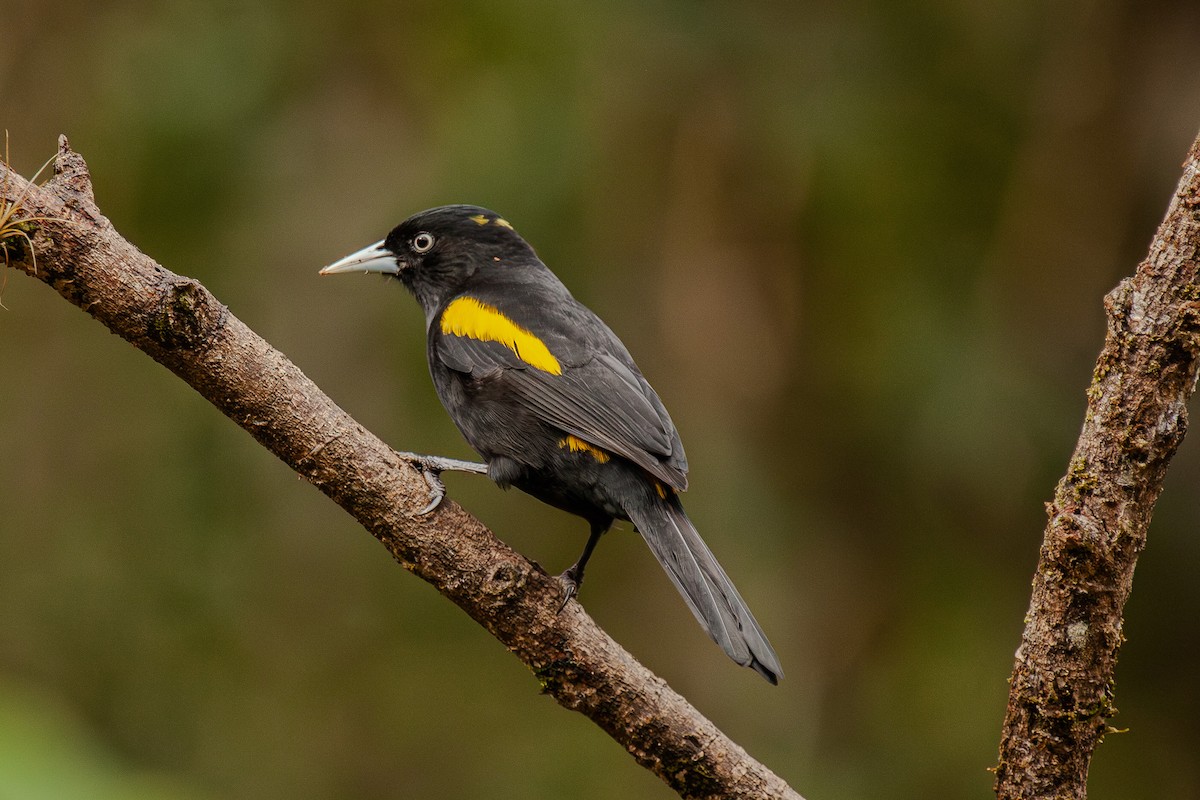 Golden-winged Cacique - Guto Magalhães