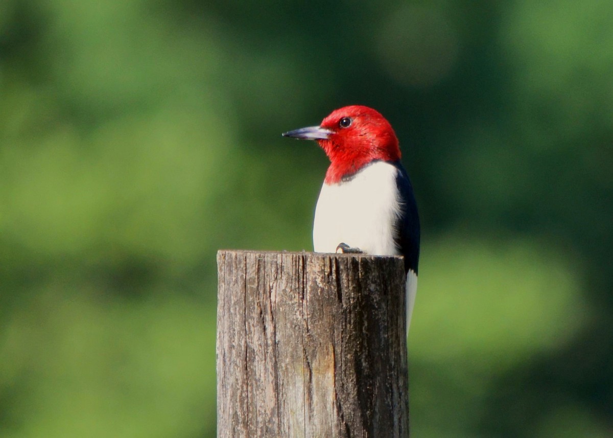 Red-headed Woodpecker - Robert Gene