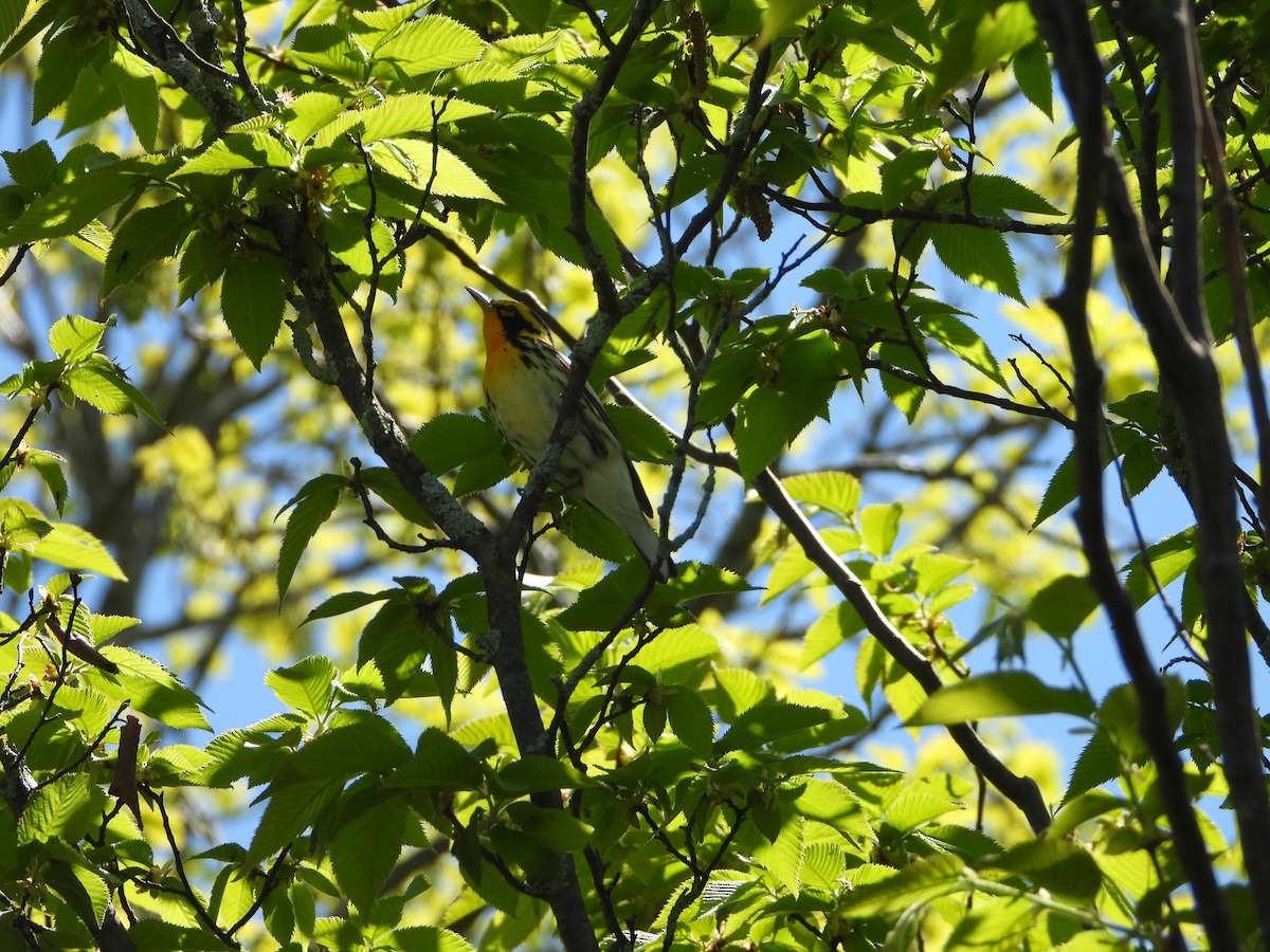 Blackburnian Warbler - valerie pelchat