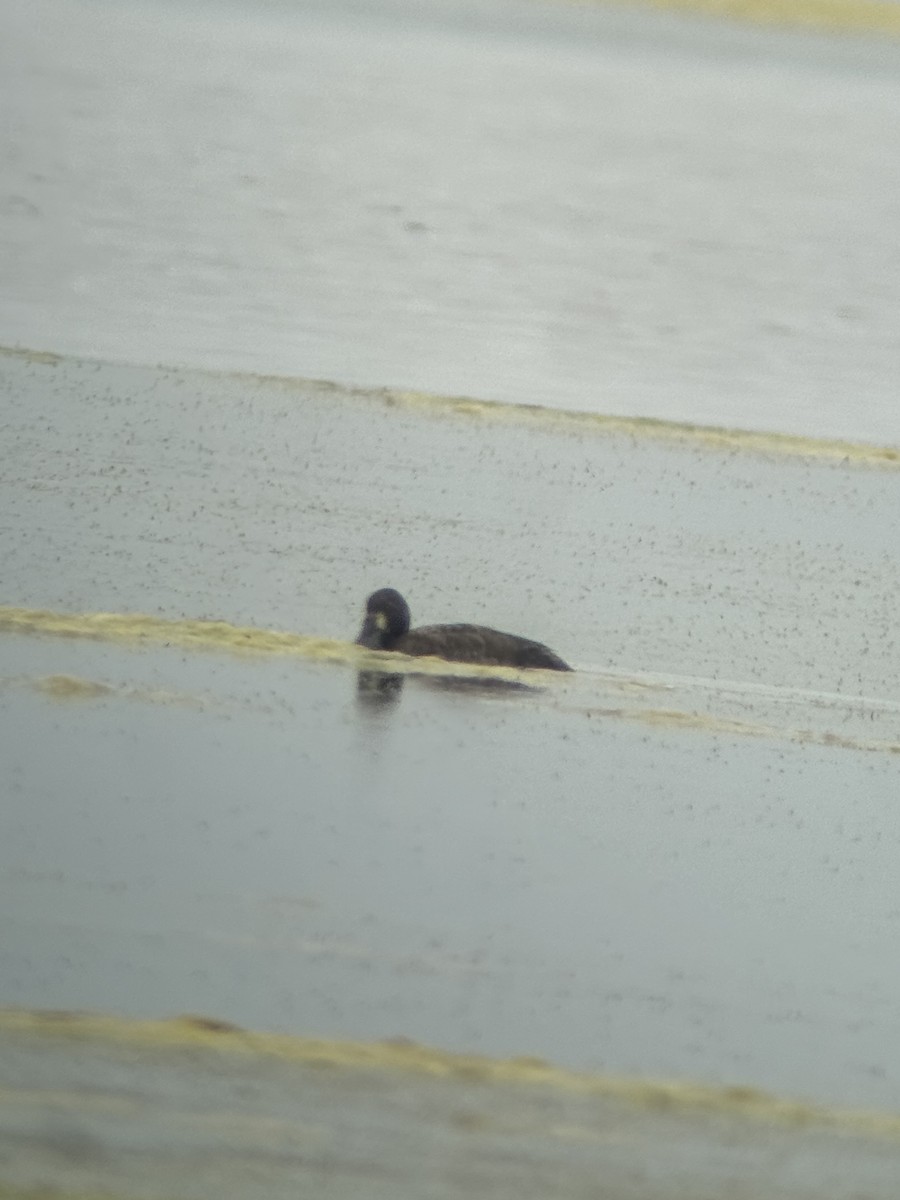 Greater Scaup - Benjamin Filreis