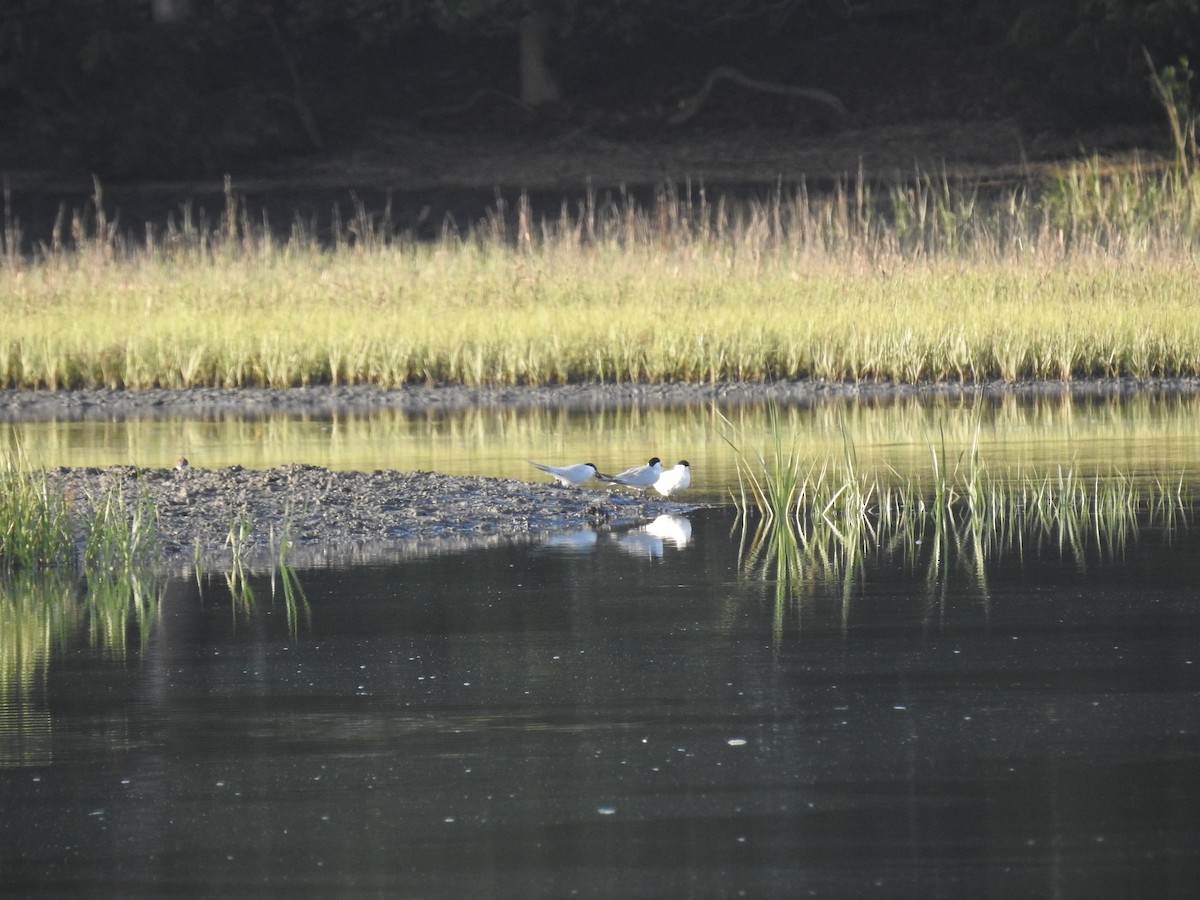 Gull-billed Tern - Laura Mae