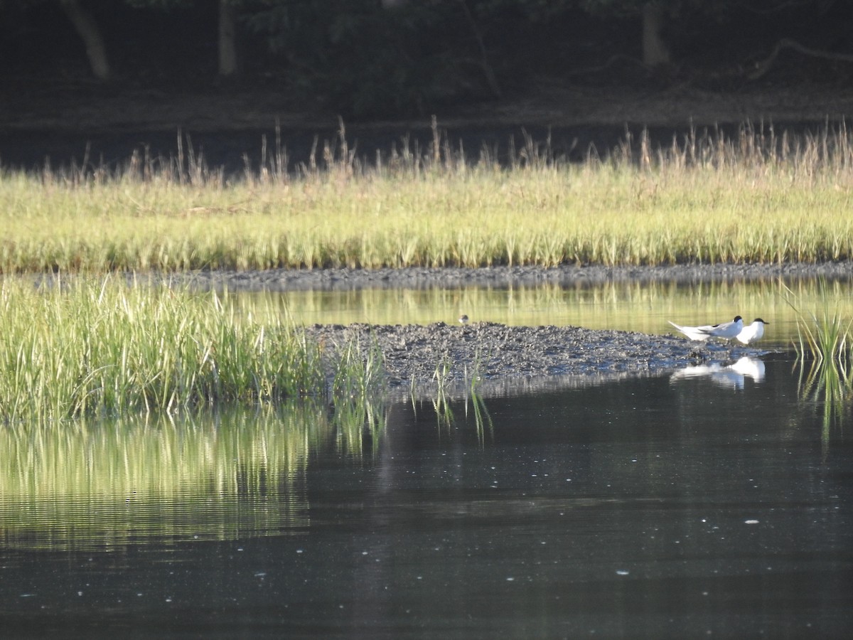 Gull-billed Tern - Laura Mae