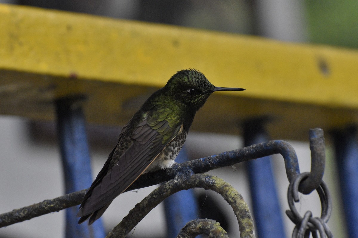 Buff-tailed Coronet - Eli Anderson