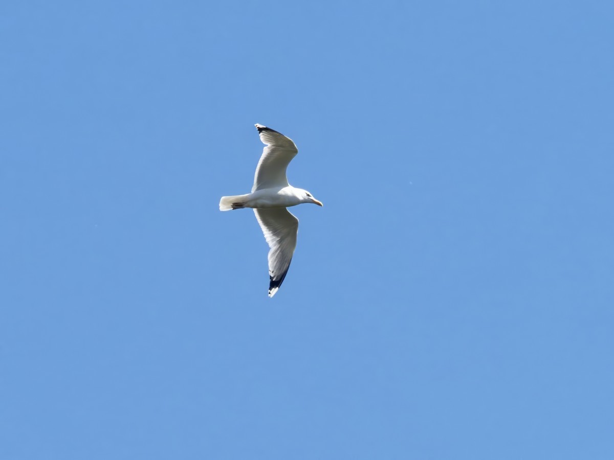 Caspian Gull - Jerzy Komorowski