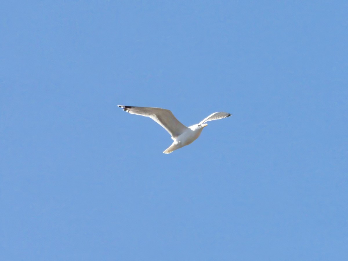 Caspian Gull - Jerzy Komorowski