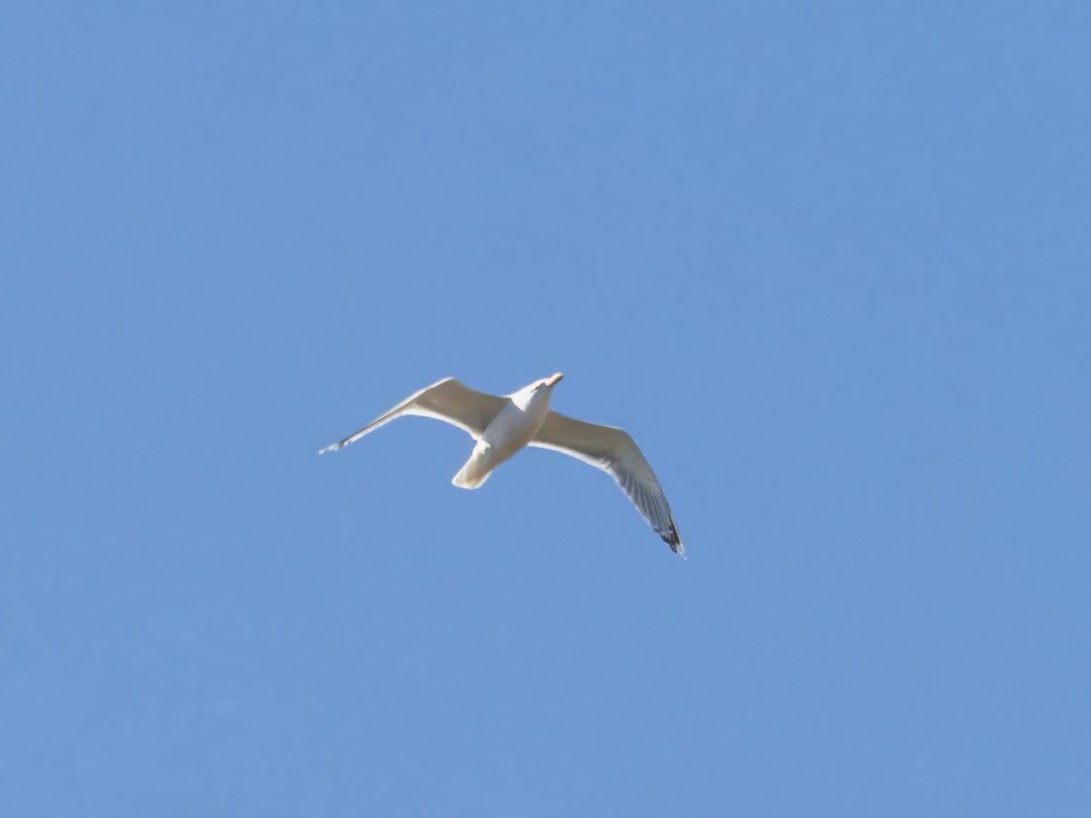 Caspian Gull - Jerzy Komorowski