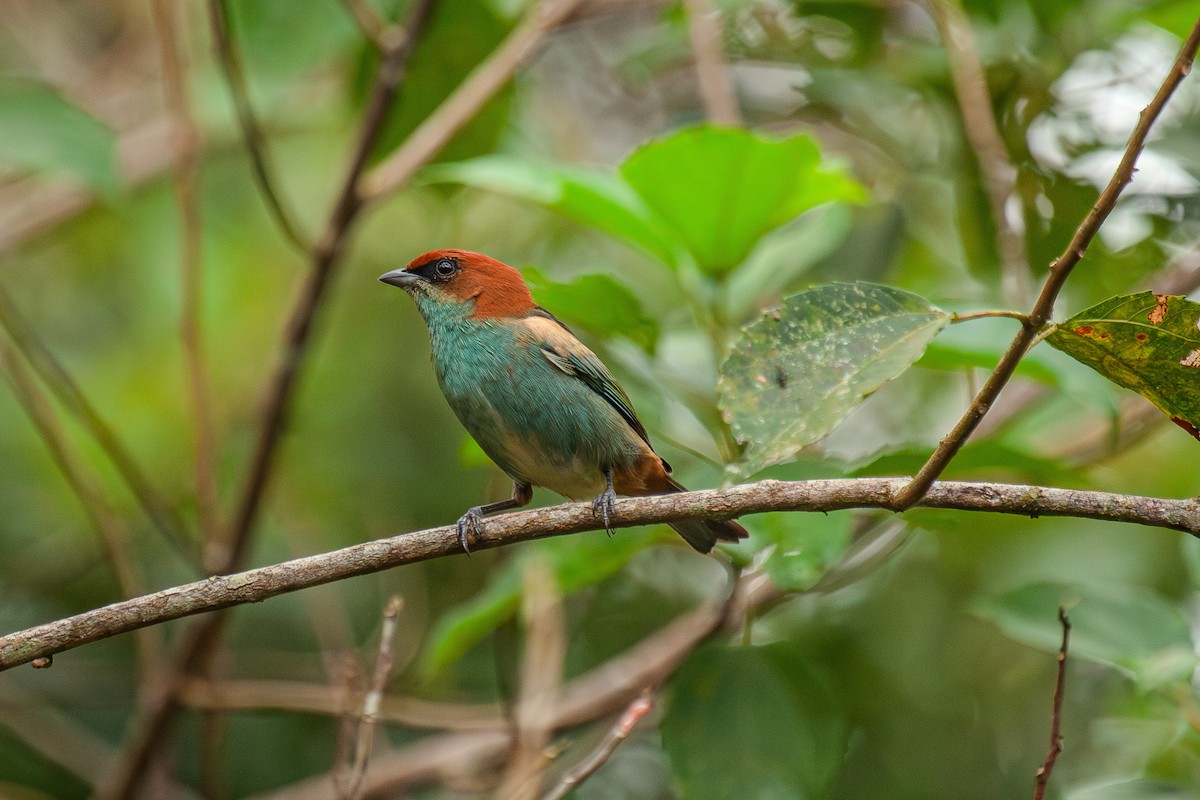 Black-backed Tanager - ML619413747