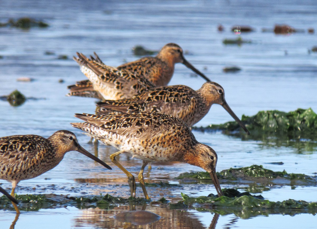 Short-billed/Long-billed Dowitcher - Randy Weisser