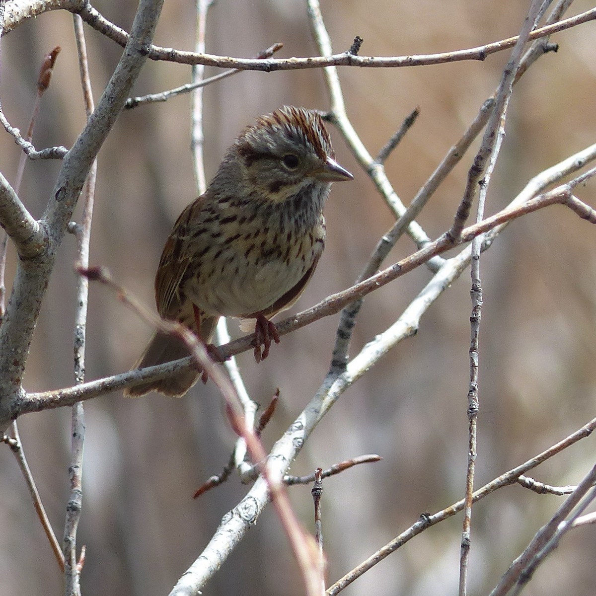 Lincoln's Sparrow - Jennifer Bryden