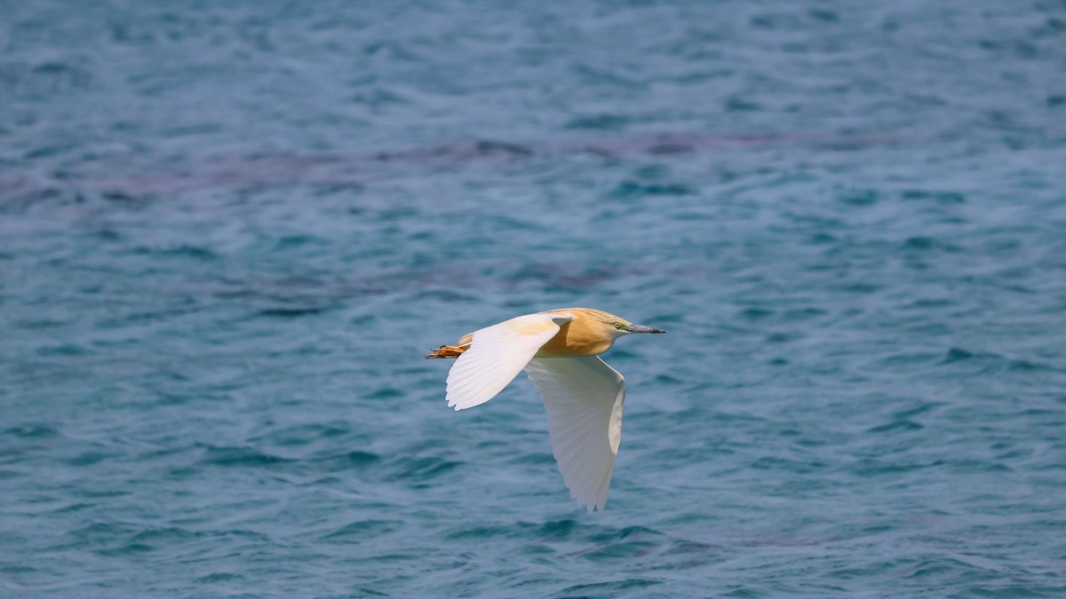 Squacco Heron - Nikos Gogolos