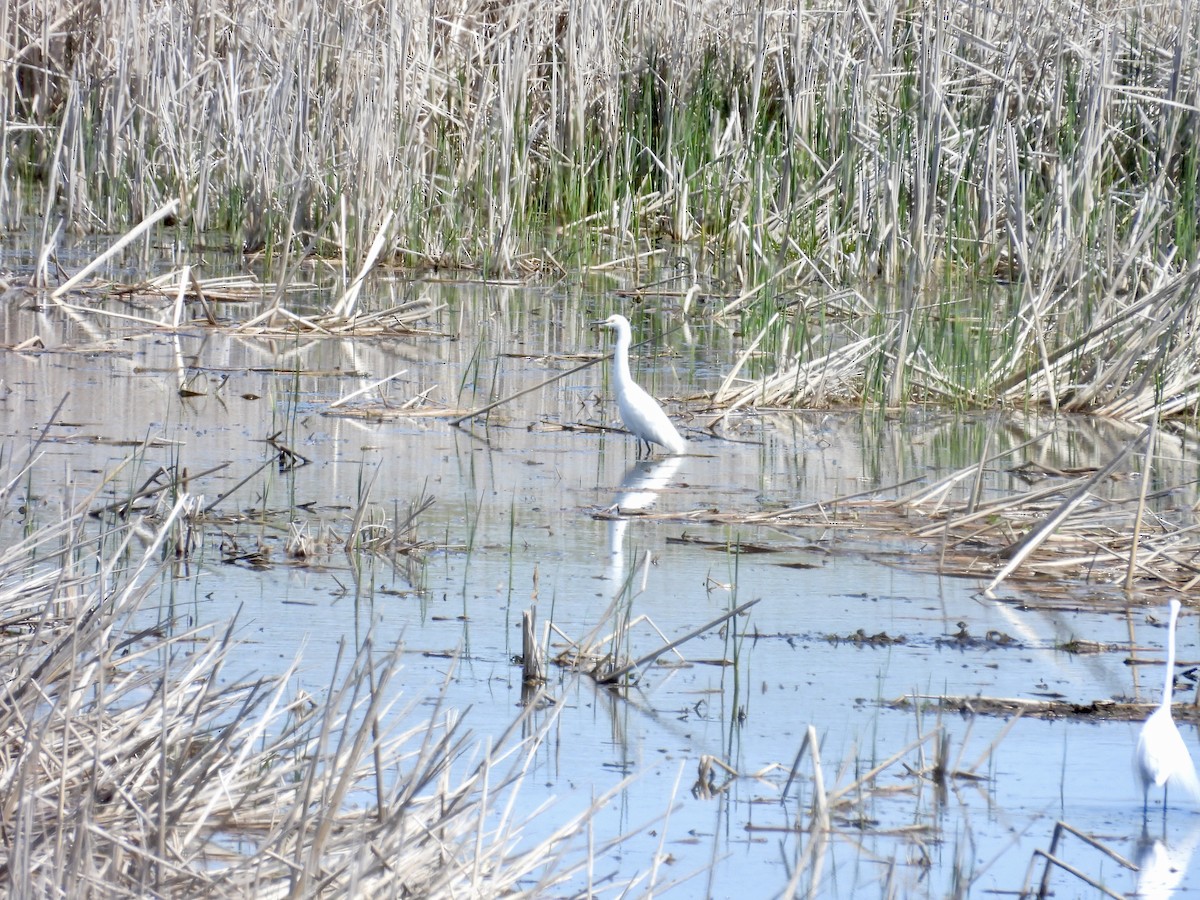 Snowy Egret - Dana Sterner