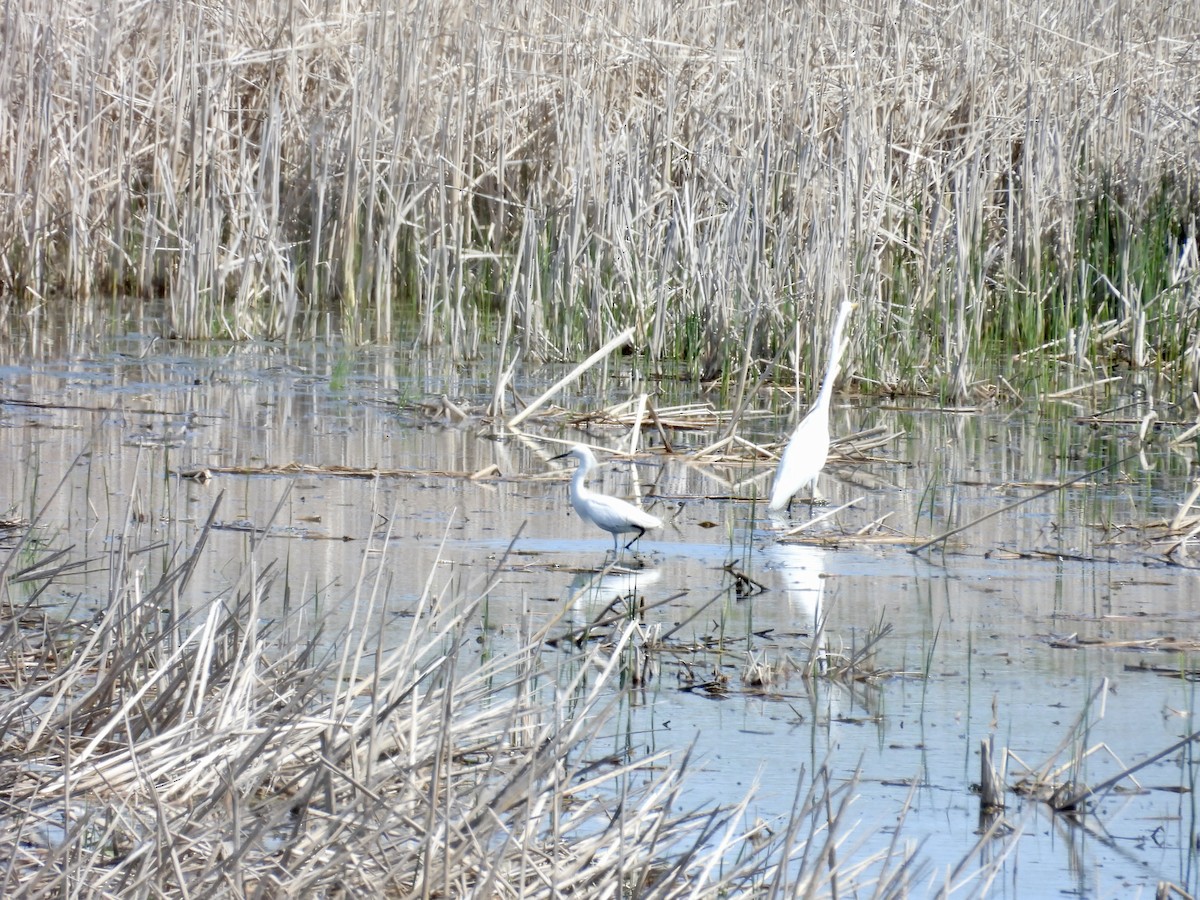 Snowy Egret - Dana Sterner