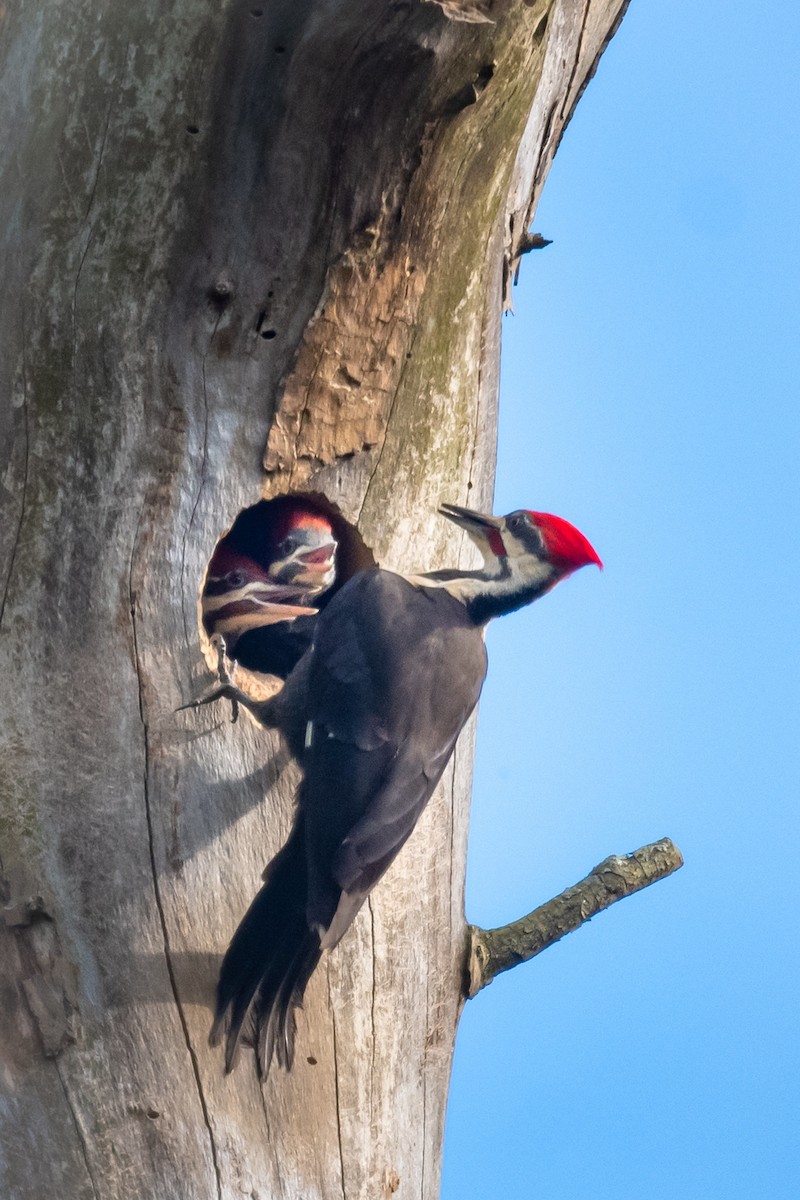 Pileated Woodpecker - Ellen Kreis