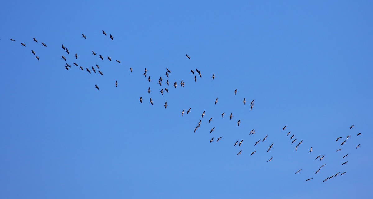 Common Crane - sean clancy