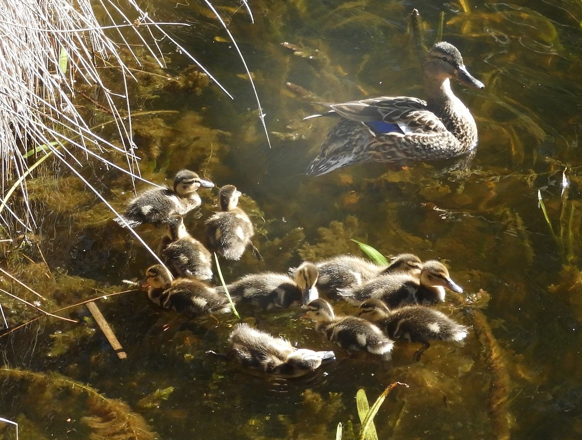 Canard colvert - ML619413779