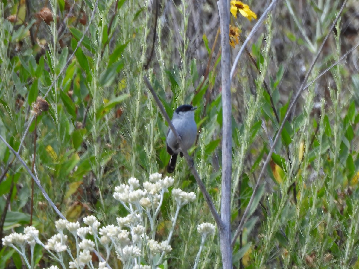 California Gnatcatcher - Zac Denning