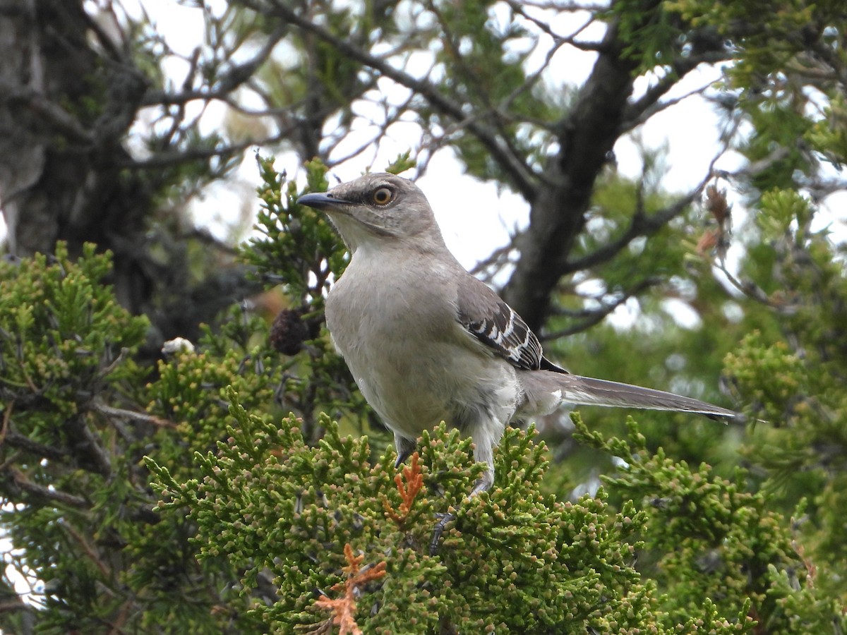 Northern Mockingbird - valerie pelchat