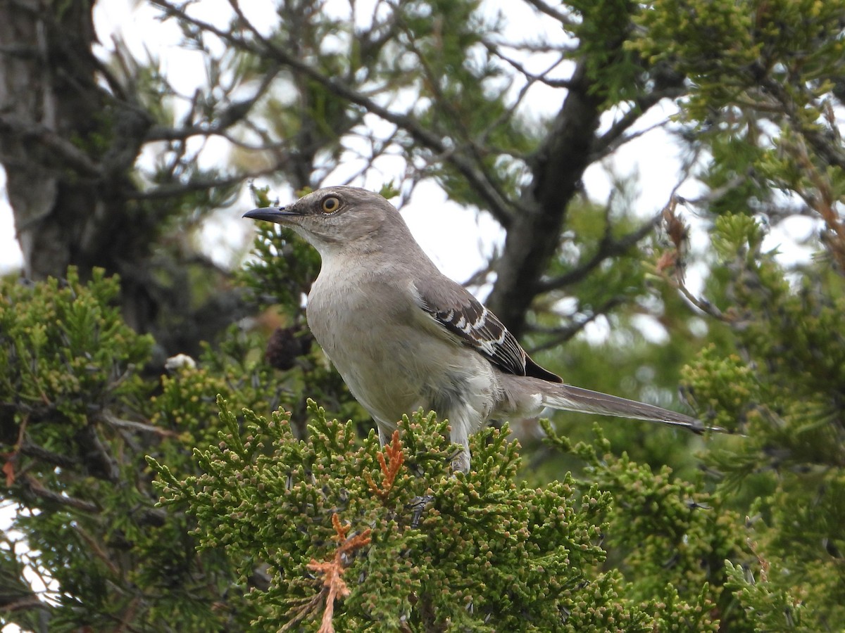 Northern Mockingbird - valerie pelchat