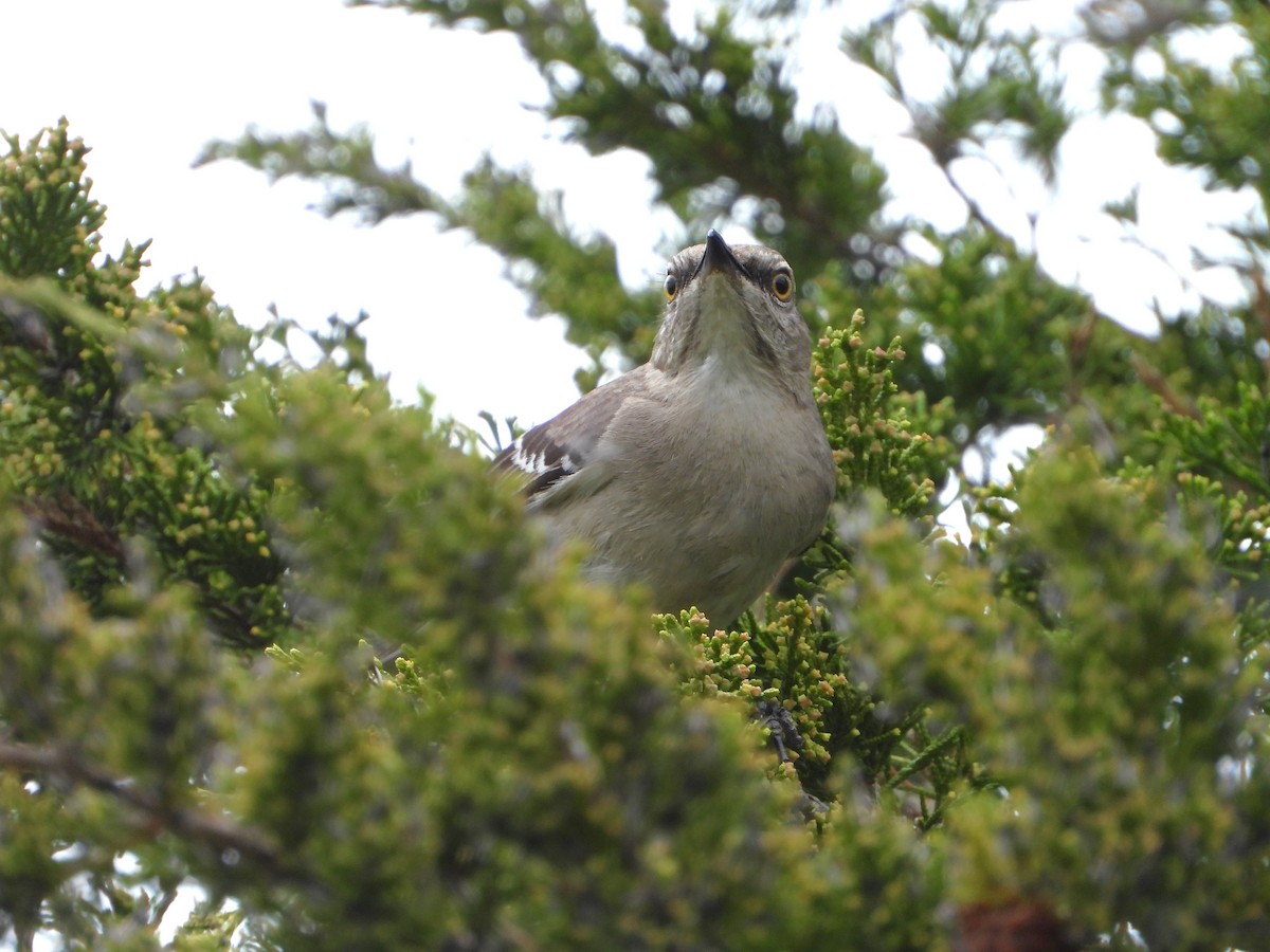 Northern Mockingbird - valerie pelchat