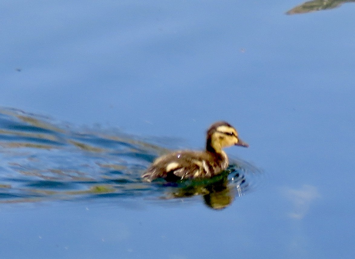 Mallard - Jennifer Cole